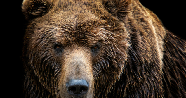 VIDEO: Un urs încearcă să distrugă gardul unei case din Azuga