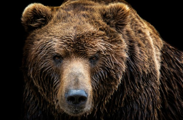 VIDEO: Un urs încearcă să distrugă gardul unei case din Azuga. Animalul a fost alungat de motorul mașinii