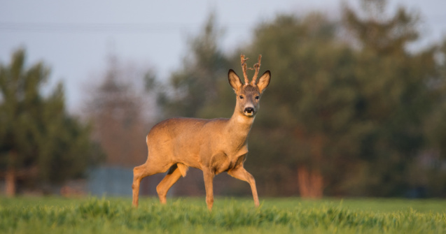 Căprioare surprinse căutând hrană într-o pădure din Parcul Natural Apuseni