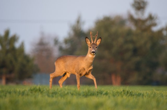 VIDEO: Căprioare surprinse căut&acirc;nd hrană &icirc;ntr-o pădure din Parcul Natural Apuseni