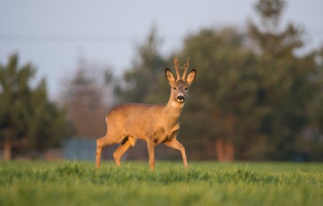Căprioare surprinse căutând hrană într-o pădure din Parcul Natural Apuseni