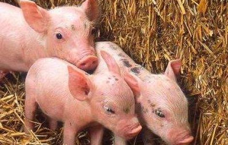 Microporci gratis pentru vedetele de la Globurile de Aur