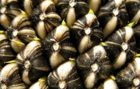 Orasul din Romania in care s-a interzis mancatul semintelor