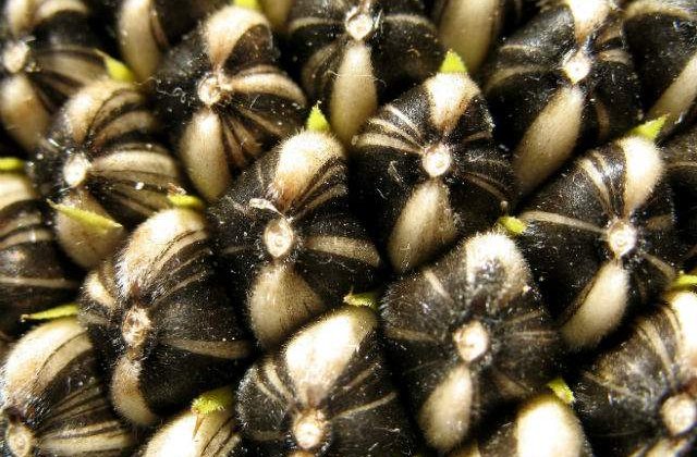 Orasul din Romania in care s-a interzis mancatul semintelor