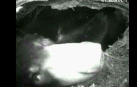  Video  Ursuletul Lily: Vedeta pe internet dupa ce a fost filmat hibernand