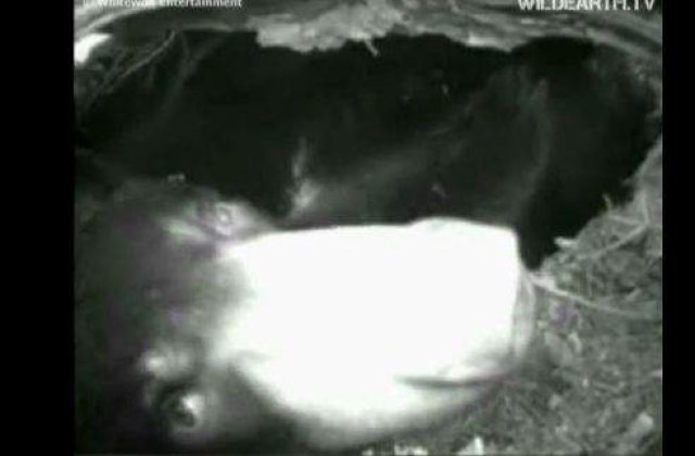 [VIDEO] Ursuletul Lily: Vedeta pe internet dupa ce a fost filmat hibernand