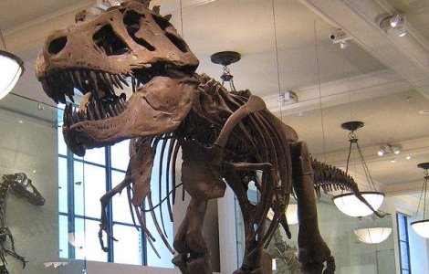 Cercetatorii confirma ca tiranozaurul era un pradator feroce