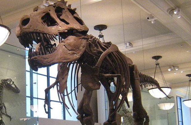 Cercetatorii confirma ca tiranozaurul era un pradator feroce