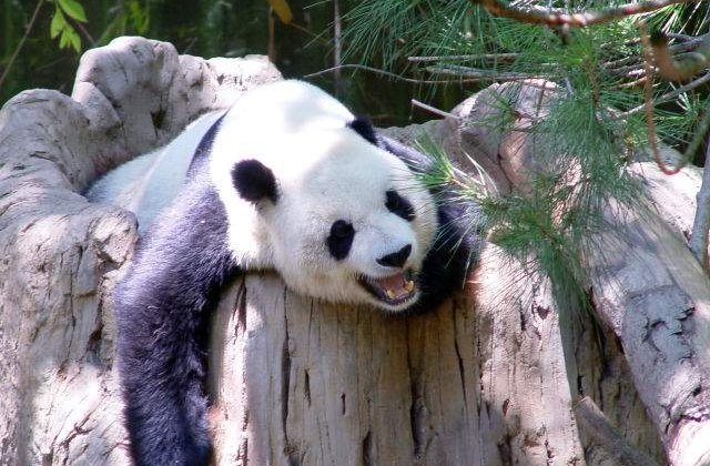 Gemeni de panda urias, nascuti la Gradina Zoologica din Atlanta