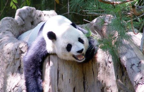 Gemeni de panda urias, nascuti la Gradina Zoologica din Atlanta