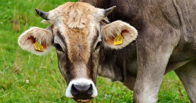 STUDIU Hrănirea vacilor cu alge poate reduce emisiile de metan