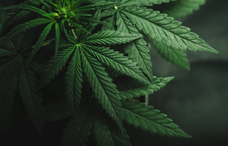 Un câine polițist din SUA a descoperit marijuna în valoare de 8 milioane de dolari