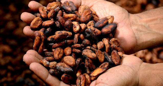 Nestle va înlocui zahărul din ciocolată cu pulpa fructului arborelui de cacao