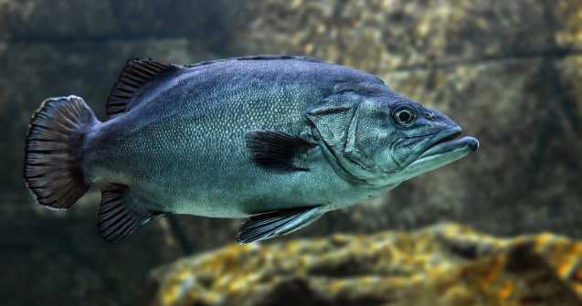 Cercetătorii au descoperit urme de plastic în ţesutul muscular al peştilor