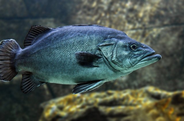 Efectele poluării apelor. Cercetătorii au descoperit urme de plastic în ţesutul muscular al peştilor