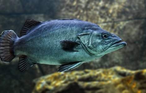 Cercetătorii au descoperit urme de plastic în ţesutul muscular al peştilor