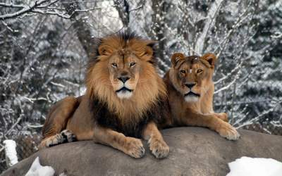 VIDEO: Leii de la Grădină...