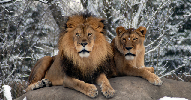 VIDEO: Lei surprinși jucându-se în zăpadă