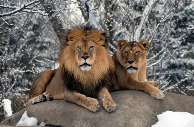 VIDEO: Leii de la Grădină Zoologică din Denver au fost surprinși jucându-se în zăpadă