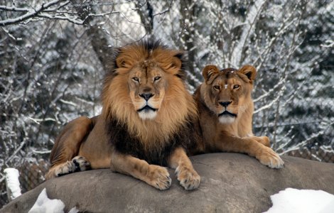 VIDEO: Lei surprinși jucându-se în zăpadă