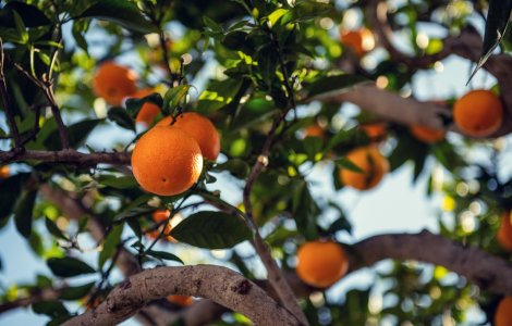 Transportul public din Sevilla va circula cu energia obținută din portocale