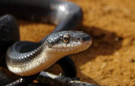  Video  Serpii zboara?