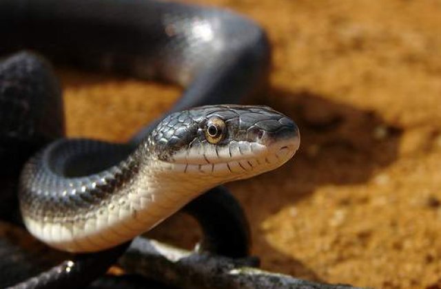 [VIDEO] Serpii zboara?