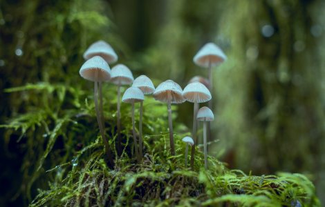 Îmbrăcăminte creată din imitație de piele produsă din rădăcinile ciupercilor