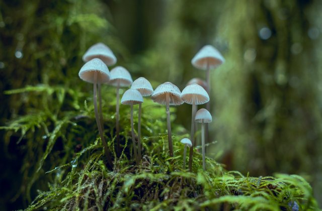 Îmbrăcăminte creată din imitație de piele produsă din rădăcinile ciupercilor