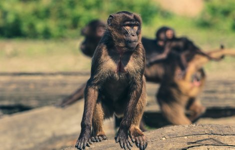 O maimuță din Bangkok a ajuns obeză din cauza oamenilor care îi oferă mâncare cu zahăr