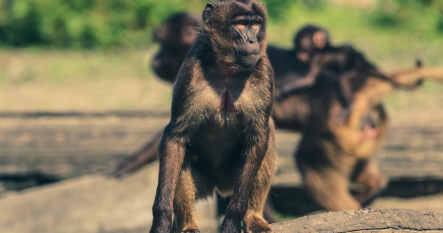 O maimuță din Bangkok a ajuns obeză din cauza oamenilor care îi oferă mâncare