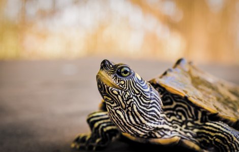 O valiză cu 185 de țestoase a fost descoperită pe aeroportul din Galapagos