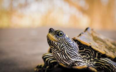 O valiză cu 185 de țestoase a...