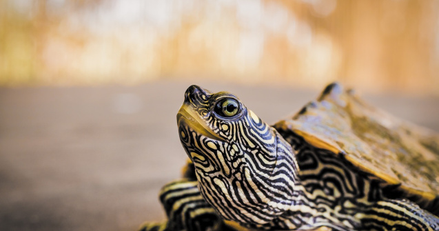 O valiză cu 185 de țestoase a fost descoperită pe aeroportul din Galapagos