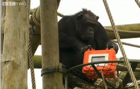  Video  Primul film din lume realizat exclusiv de cimpanzei