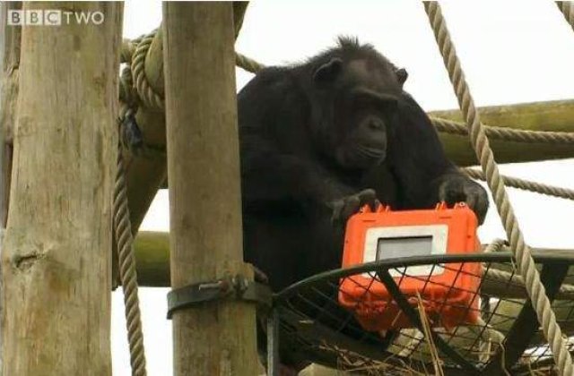 [VIDEO] Primul film din lume realizat exclusiv de cimpanzei