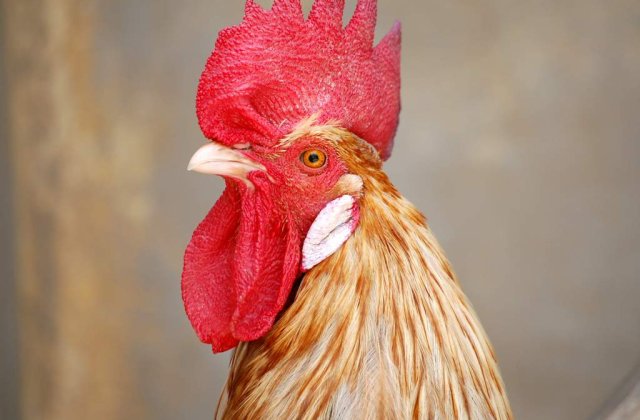 Virusul gripei aviare, detectat intr-o ferma din Israel