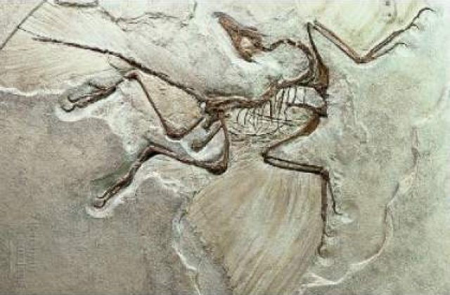 Fragmente osoase de mamifere vechi de 10 mil. de ani, descoperite in Vaslui