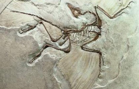 Fragmente osoase de mamifere vechi de 10 mil. de ani, descoperite in Vaslui