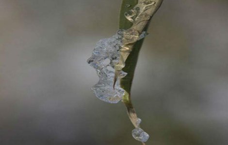 Fenomene rare in Brazilia: Temperaturi scazute si ninsori