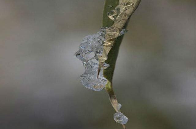 Fenomene rare in Brazilia: Temperaturi scazute si ninsori