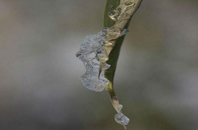 Fenomene rare in Brazilia: Temperaturi scazute si ninsori