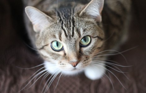 Rusia a dezvoltat primul vaccin anti-Covid-19 din lume pentru animale