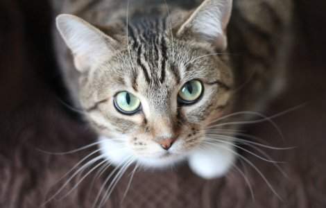 Rusia a dezvoltat primul vaccin anti-Covid-19 din lume pentru animale