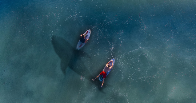 Rechinii din apele australiene vor fi alungați cu dispozitive electonice