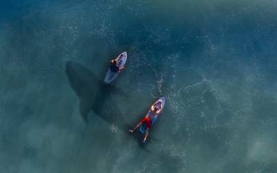 Australia: Rechinii vor fi...