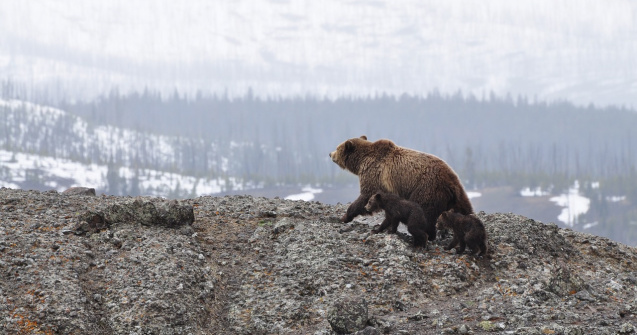 Populația de urși din munții Pirinei a crescut considerabil în ultimul an