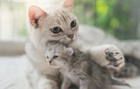 VIDEO O pisică și-a adus puiul bolnav la un cabinet medical