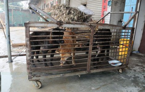 Chinezii nu mai au voie sa manance pisici si caini