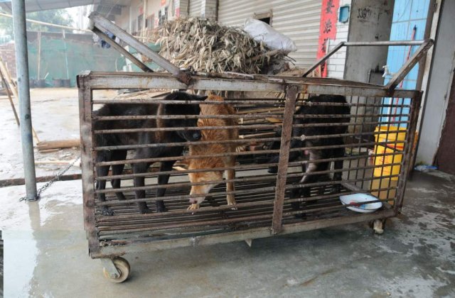 Chinezii nu mai au voie sa manance pisici si caini